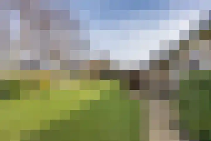 It Koekoekslân 11 Arum thumbnail 43