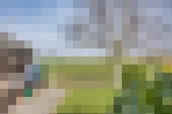 It Koekoekslân 11 Arum thumbnail 50