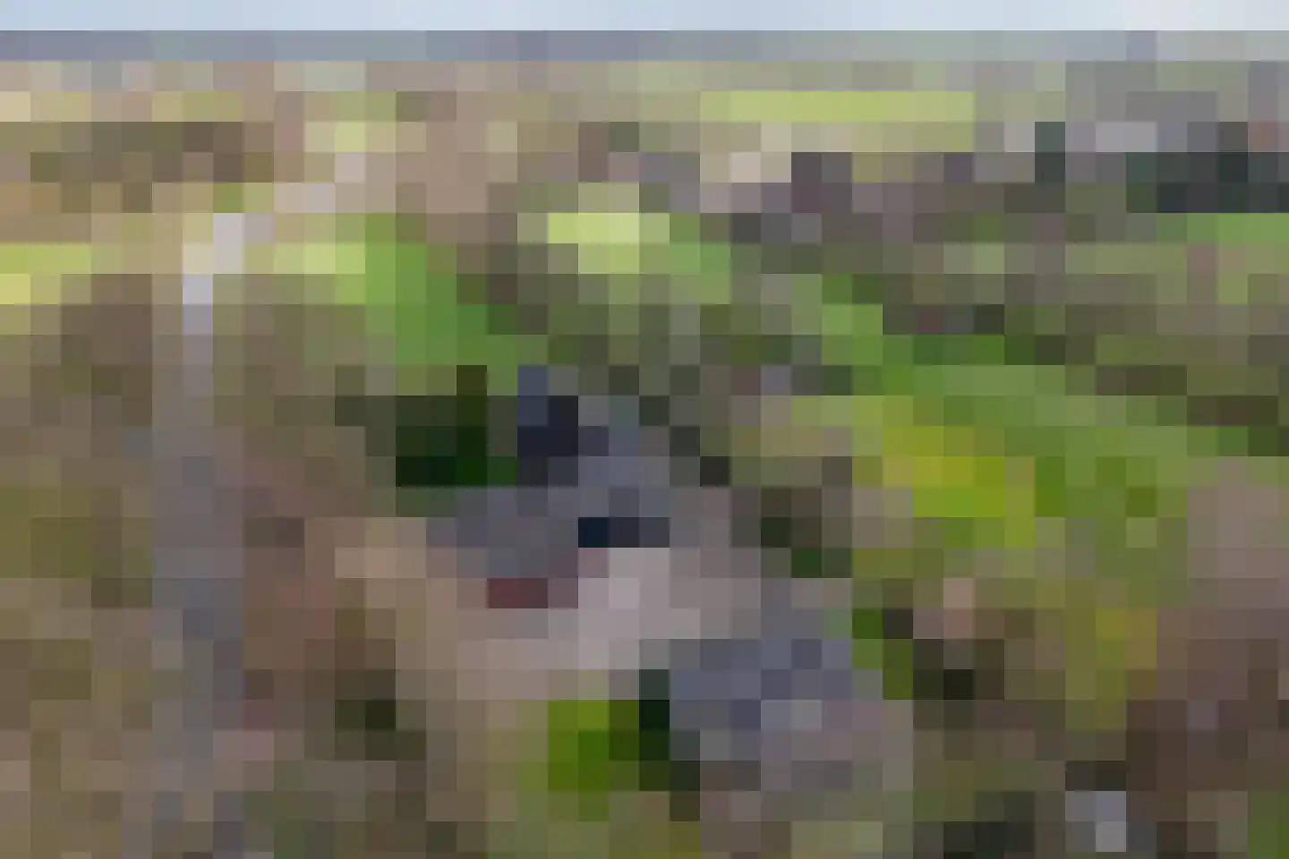 It Langfal 1 Surhuizum thumbnail 65