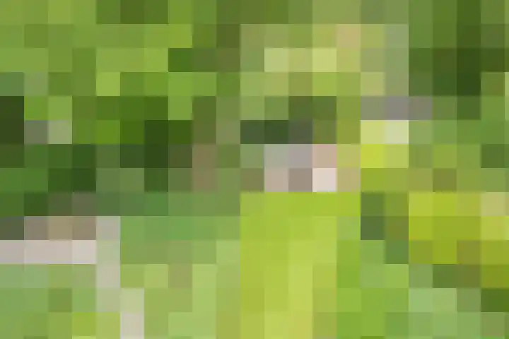 It Mediel 8 A Goënga thumbnail 30