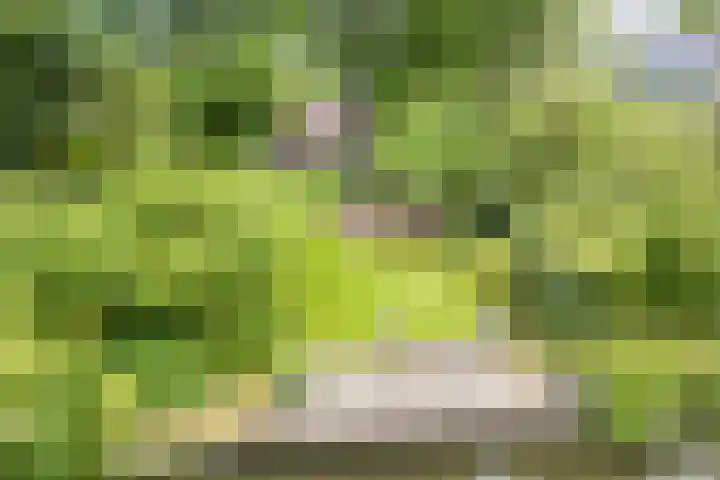 It Mediel 8 A Goënga thumbnail 33