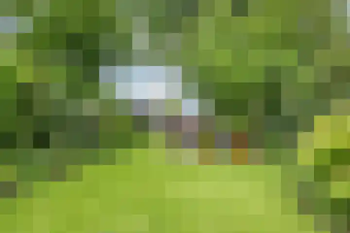 It Mediel 8 A Goënga thumbnail 4