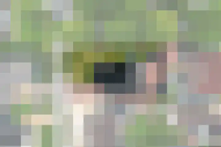 It Oerset 1 Augustinusga thumbnail 59