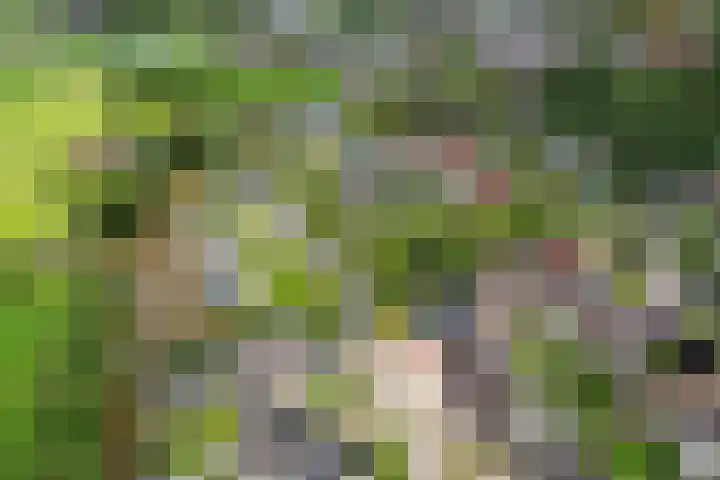 It Oerset 1 Augustinusga thumbnail 62