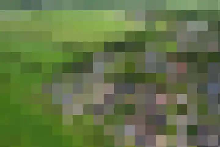 It Oerset 1 Augustinusga thumbnail 64