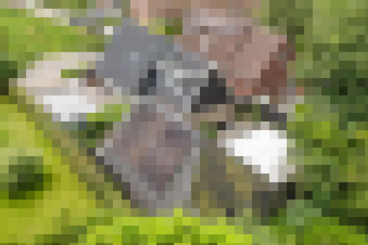 It Roster 12 Ingwierrum thumbnail 42