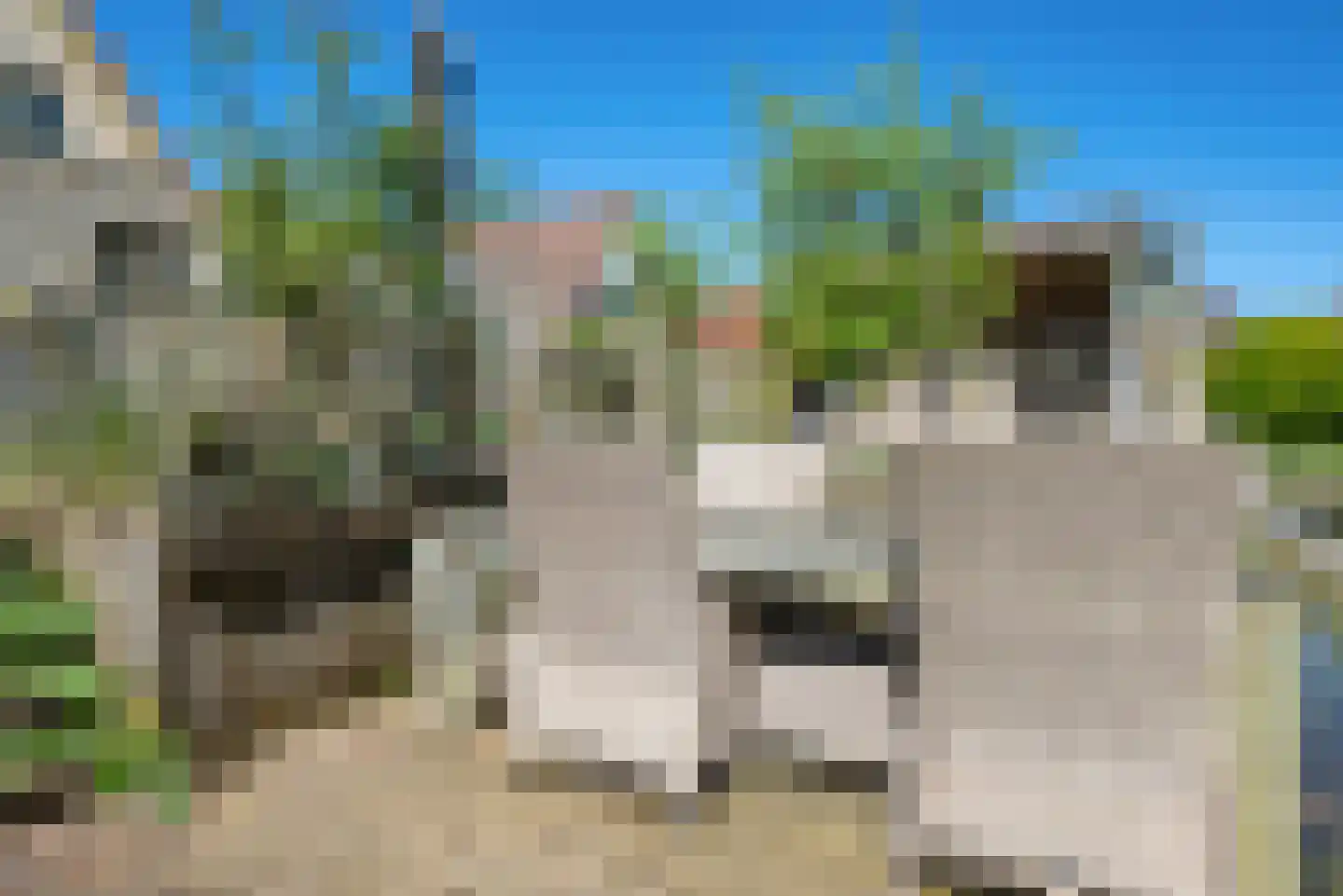 It Skûtsje 14 Mitselwier thumbnail 34
