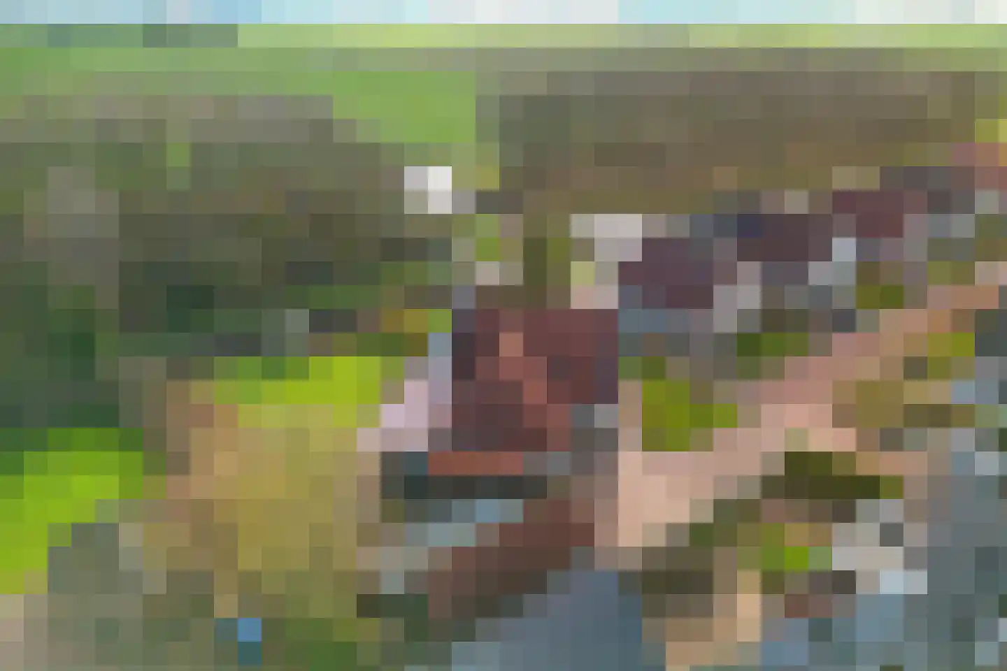 It Skûtsje 4 Mitselwier foto 2