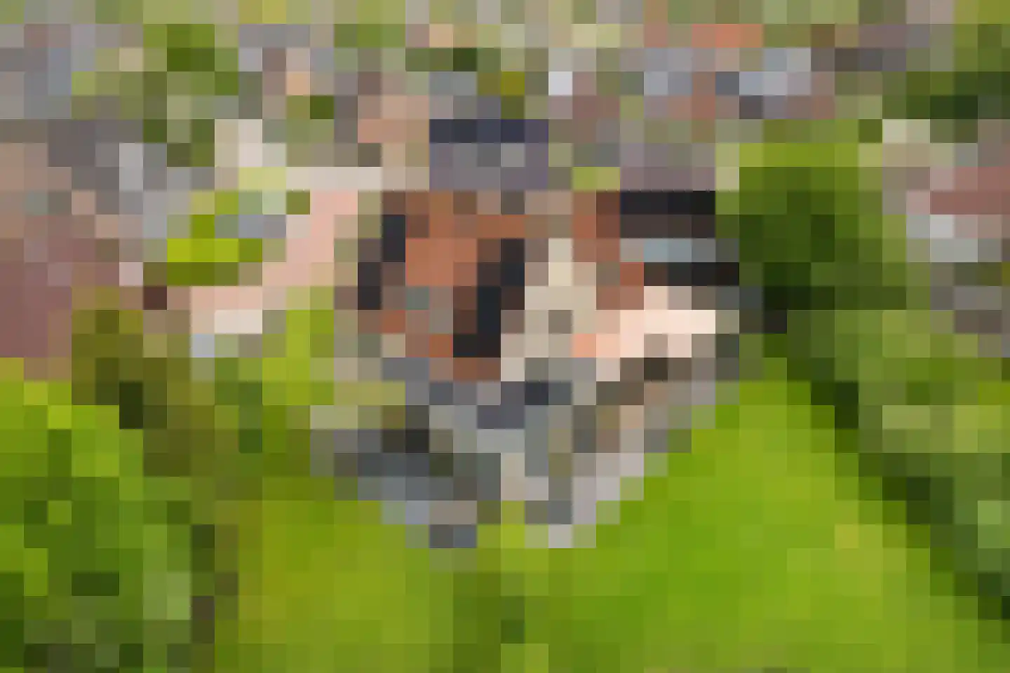 It Skûtsje 4 Mitselwier foto 2