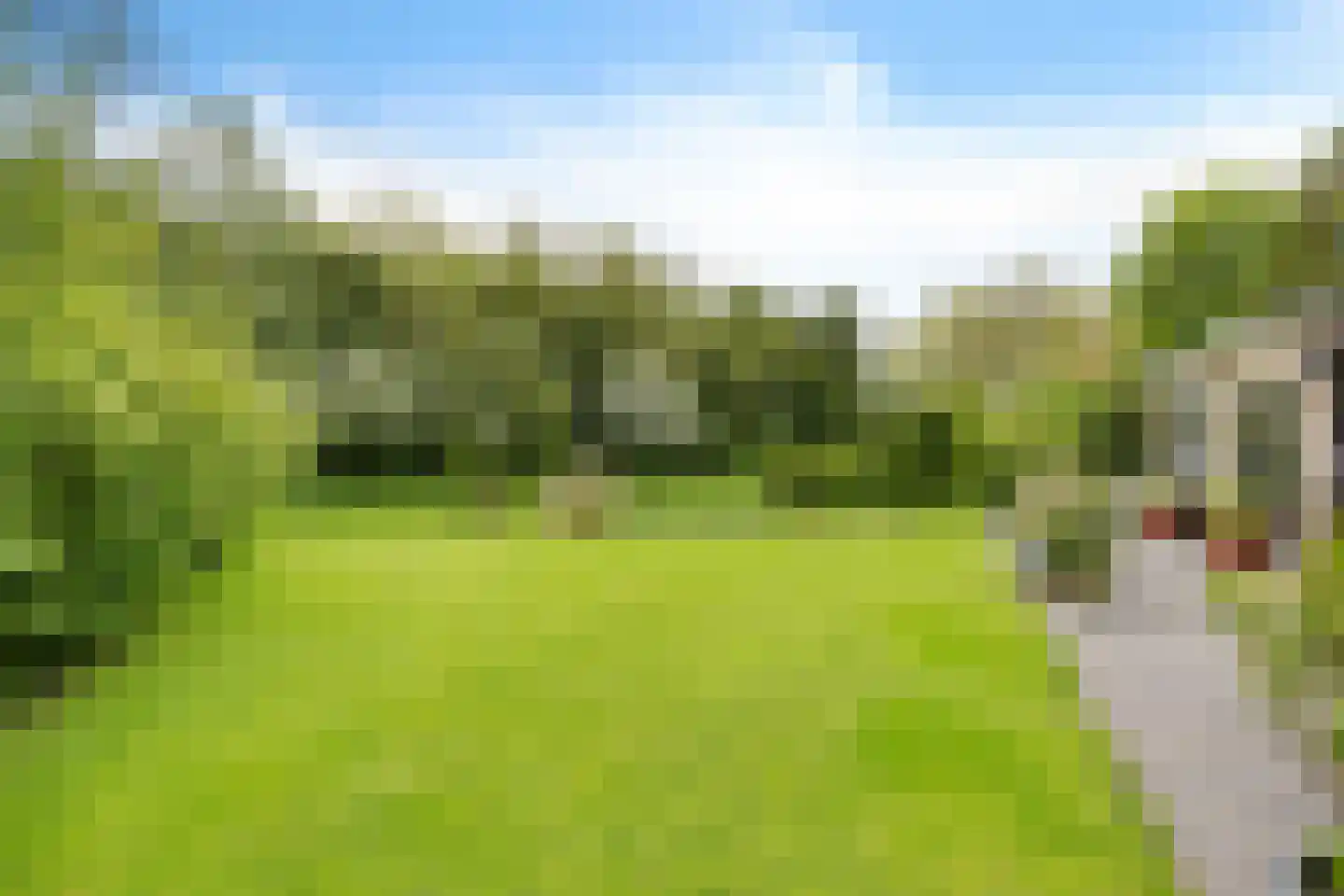 It Skûtsje 4 Mitselwier thumbnail 44