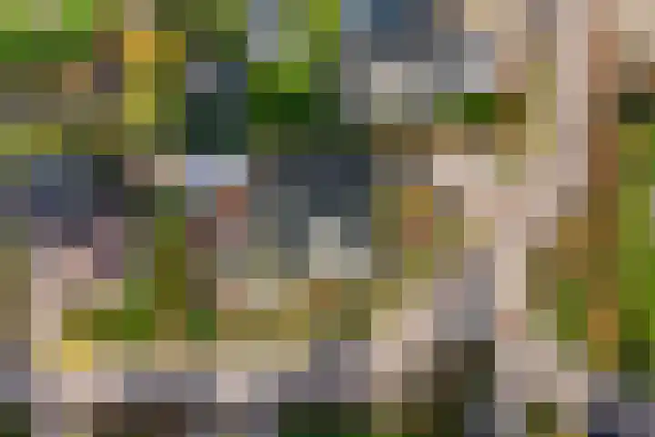 It Suderheech 10 Ferwert thumbnail 47