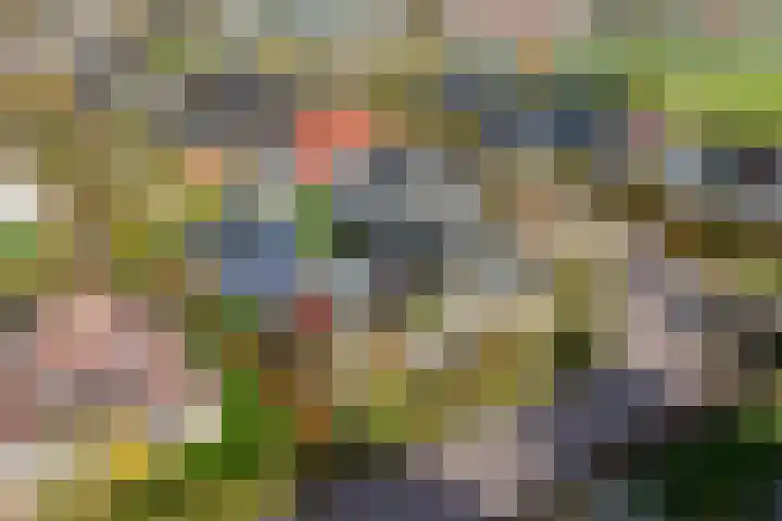 It Suderheech 10 Ferwert thumbnail 49