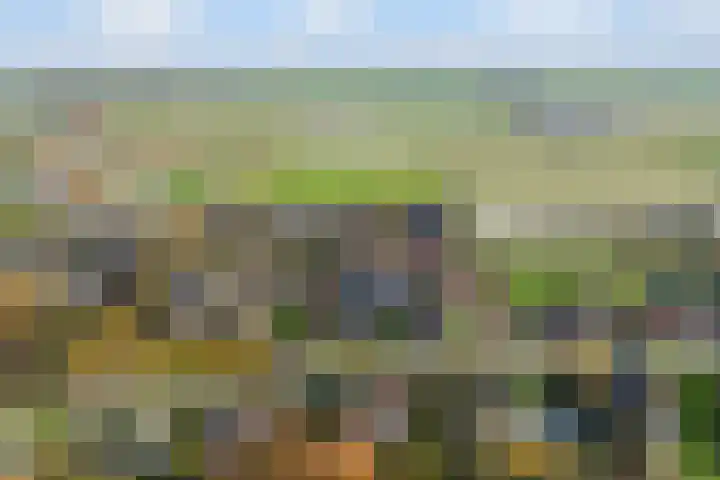 It Suderheech 10 Ferwert thumbnail 52