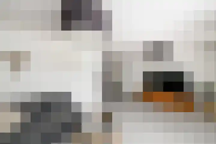 It Swurd 16 Joure thumbnail 6