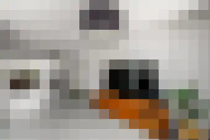 It Swurd 16 Joure thumbnail 7