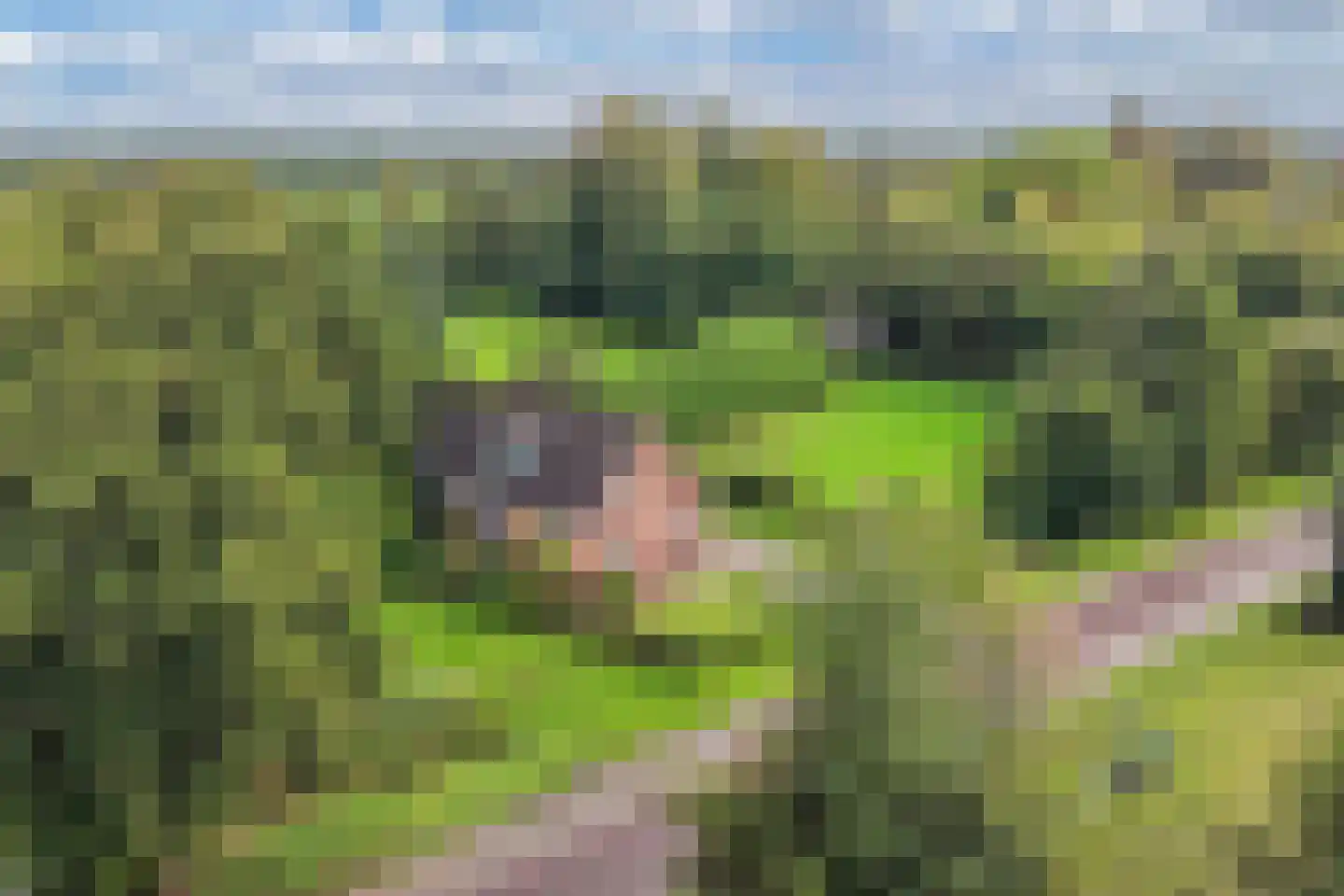 It West 52 Oudega thumbnail 6