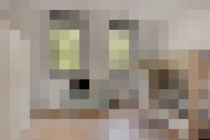 Italiaansestraat 37 Rotterdam thumbnail 18