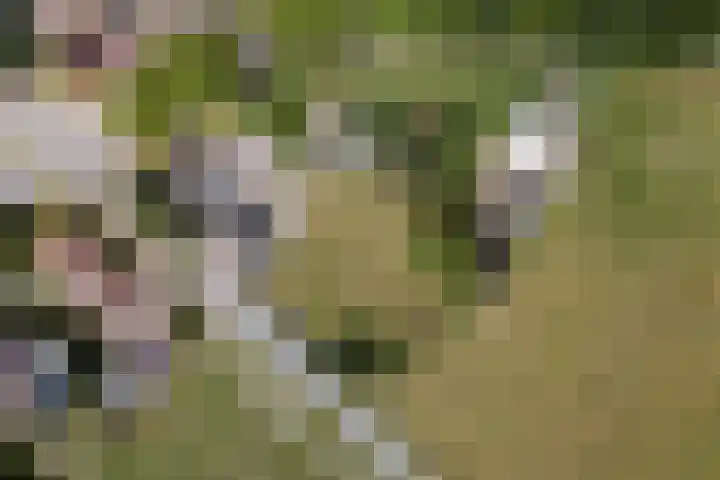 Ittervoorterweg 109 Weert thumbnail 39