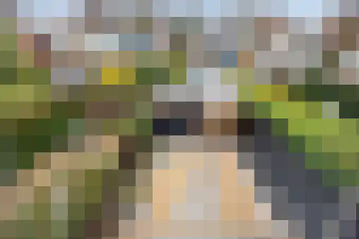 Ivoordistel 18 Rotterdam thumbnail 33