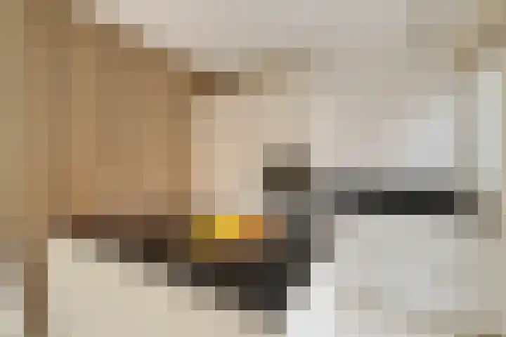 Ivoordistel 26 Rotterdam thumbnail 13