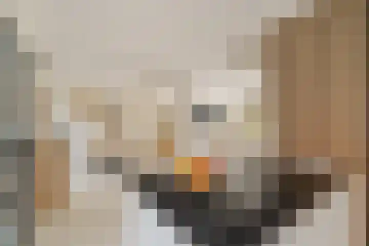 Ivoordistel 26 Rotterdam thumbnail 14