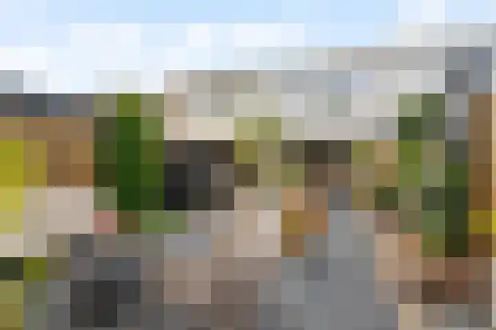 Ivoordistel 26 Rotterdam thumbnail 25