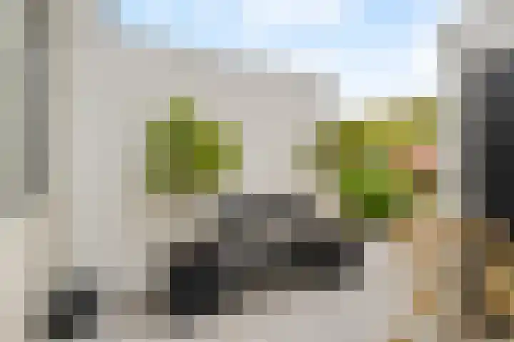 Ivoordistel 26 Rotterdam thumbnail 6