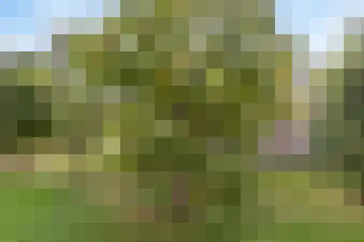 J.H.Leopoldhof 68 Weesp thumbnail 22