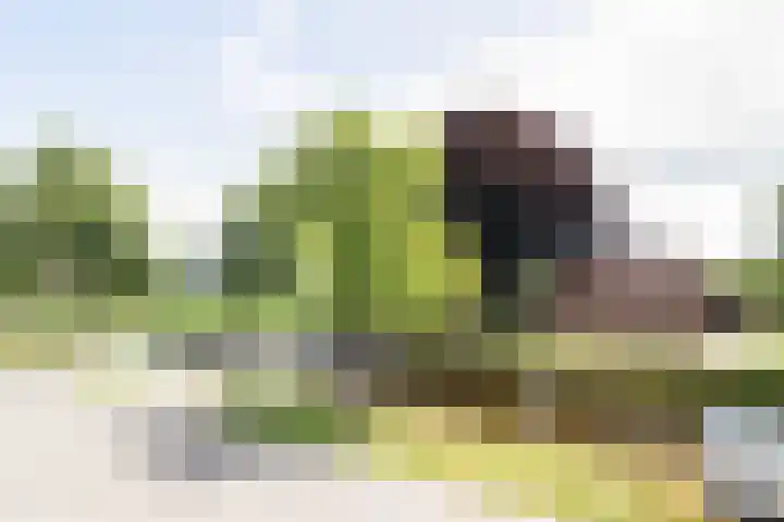 J. Kammingastraat 150 Wildervank thumbnail 40