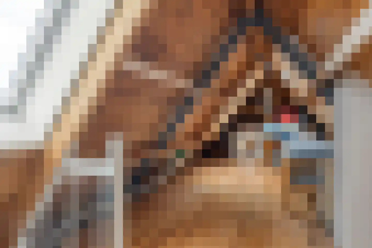 Jaagband 58 Wognum thumbnail 44