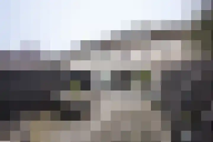 Jaagband 64 Wognum thumbnail 31