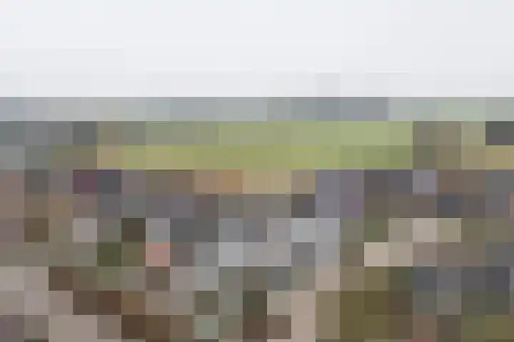 Jaagband 64 Wognum thumbnail 4