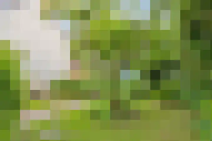 Jaagpad 30 Hazerswoude-Rijndijk thumbnail 25