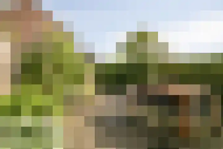 Jaagpad 44 Barendrecht thumbnail 5