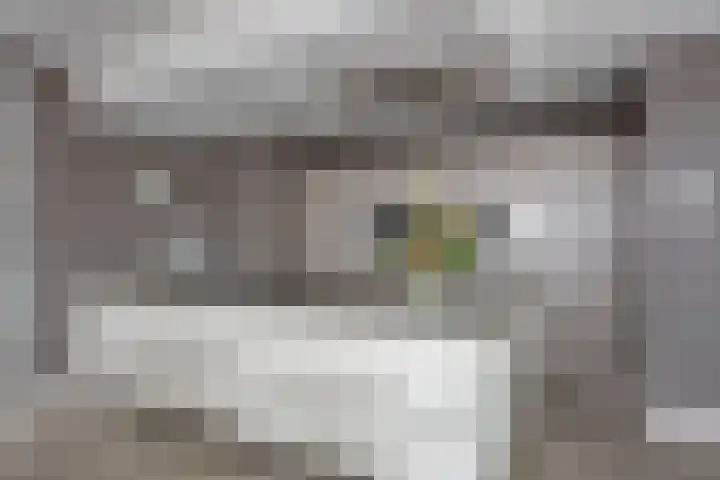 Jaagpad 51 Alkmaar thumbnail 17