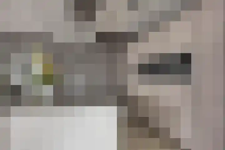 Jaagpad 51 Alkmaar thumbnail 19