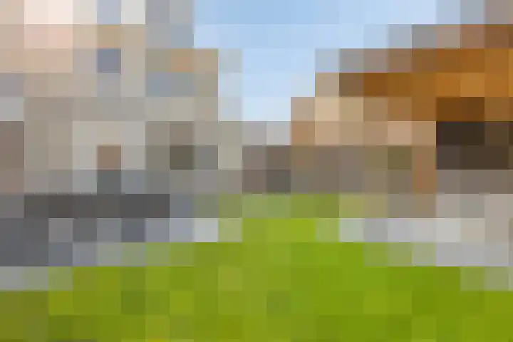 Jaagvelden 64 Best thumbnail 5