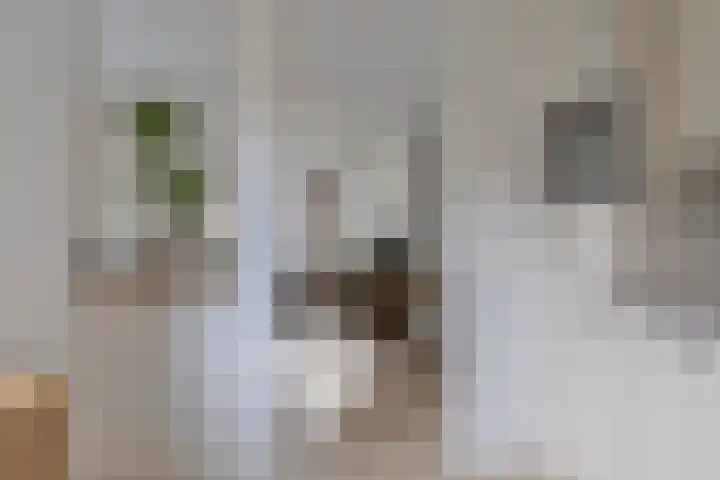 Jac. Perkstraat 24 Harderwijk thumbnail 16