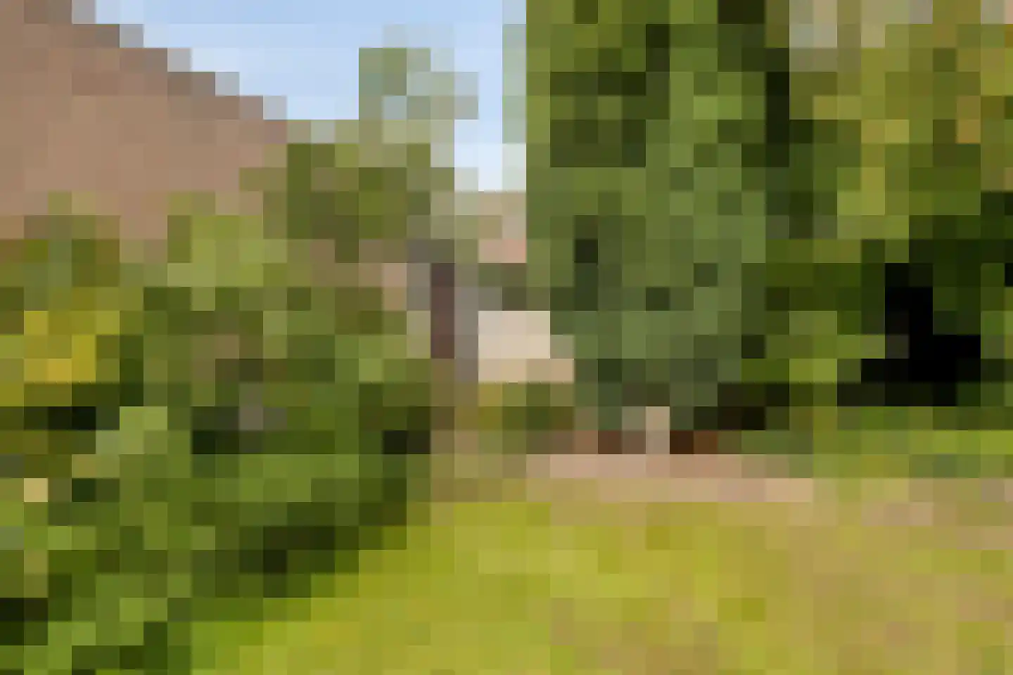 Jachthoorn 10 Malden thumbnail 32