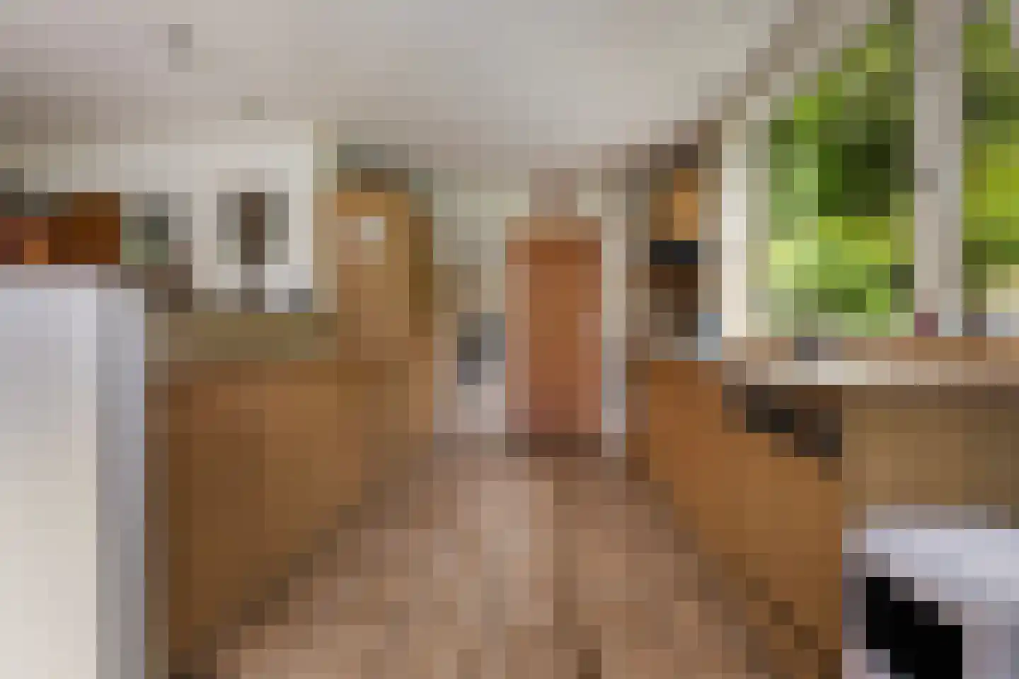 Jachtlaan 149 Apeldoorn thumbnail 22
