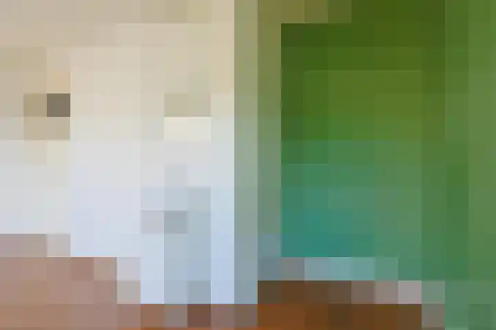 Jacob Cabeliaustraat 4 Utrecht thumbnail 26