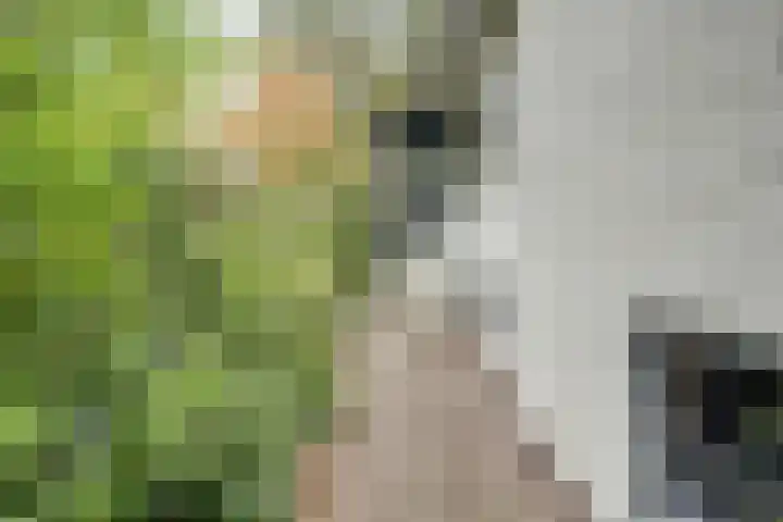Jacob Catslaan 23 Ermelo thumbnail 43