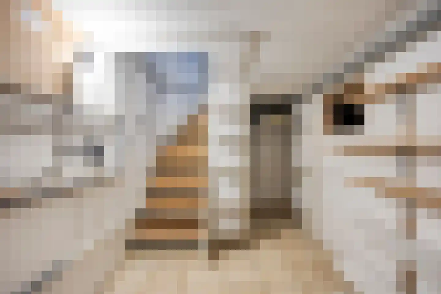 Jacob Catssingel 22 Breda thumbnail 11