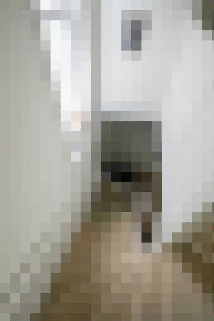 Jacob Catssingel 5 Breda thumbnail 23