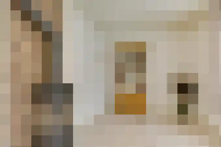 Jacob Catsstraat 8 Nuenen thumbnail 16
