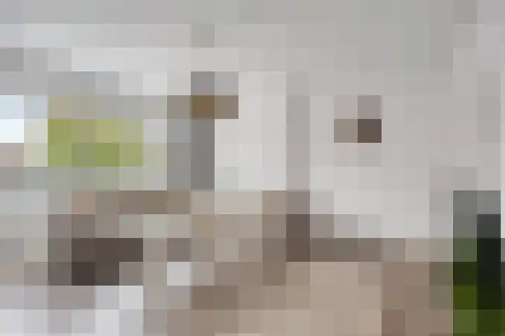 Jacob Cnodestraat 37 's-Hertogenbosch thumbnail 9