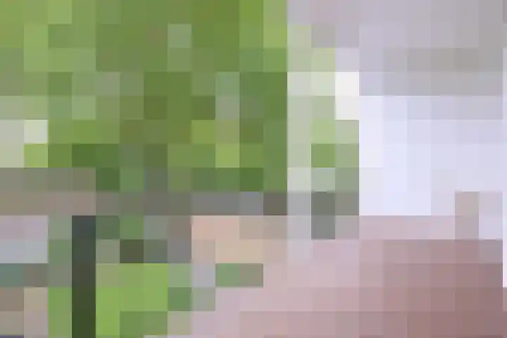 Jacob Damsingel 16 Zutphen thumbnail 13