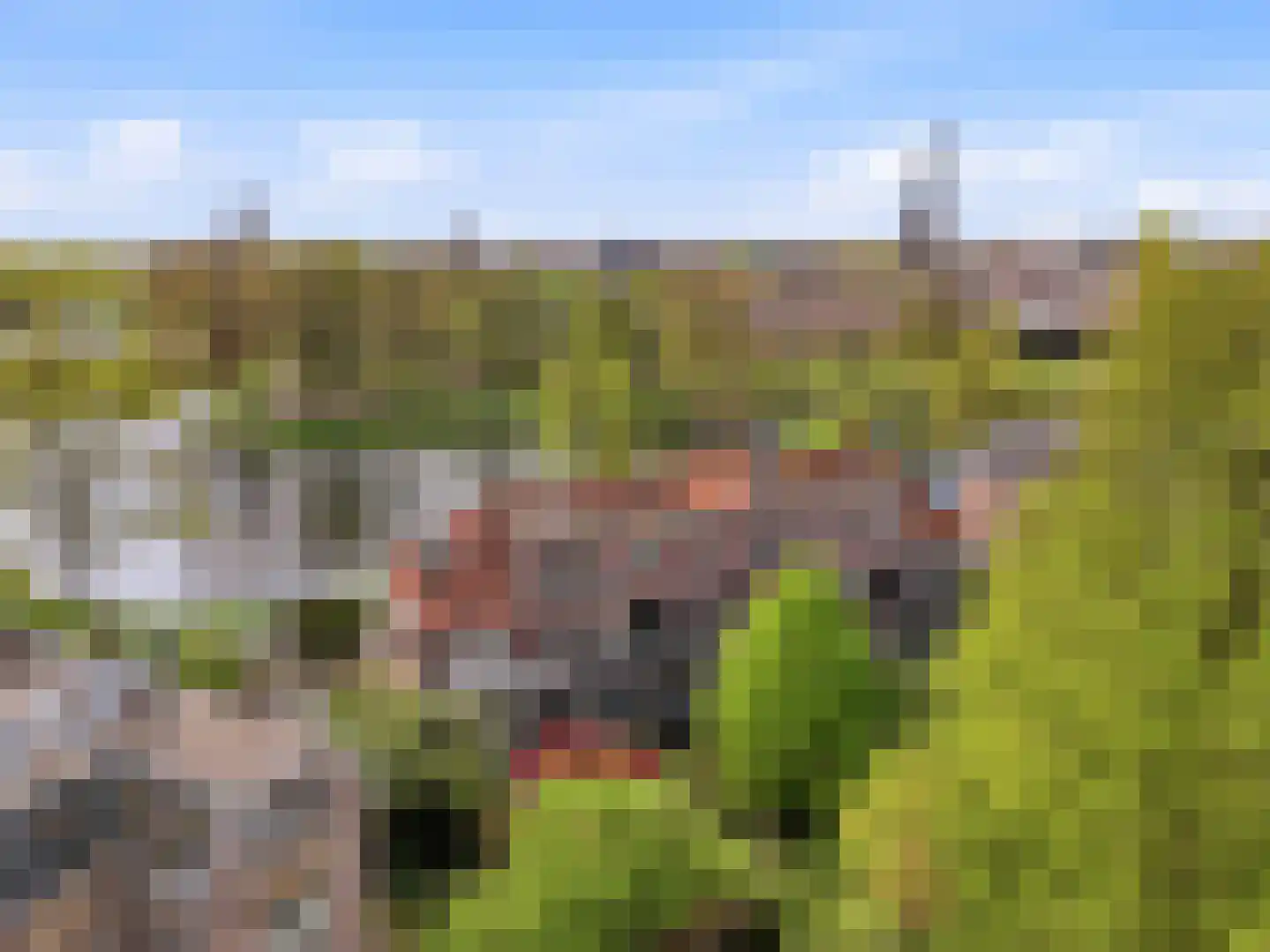 Jacob Damsingel 30 Zutphen thumbnail 45