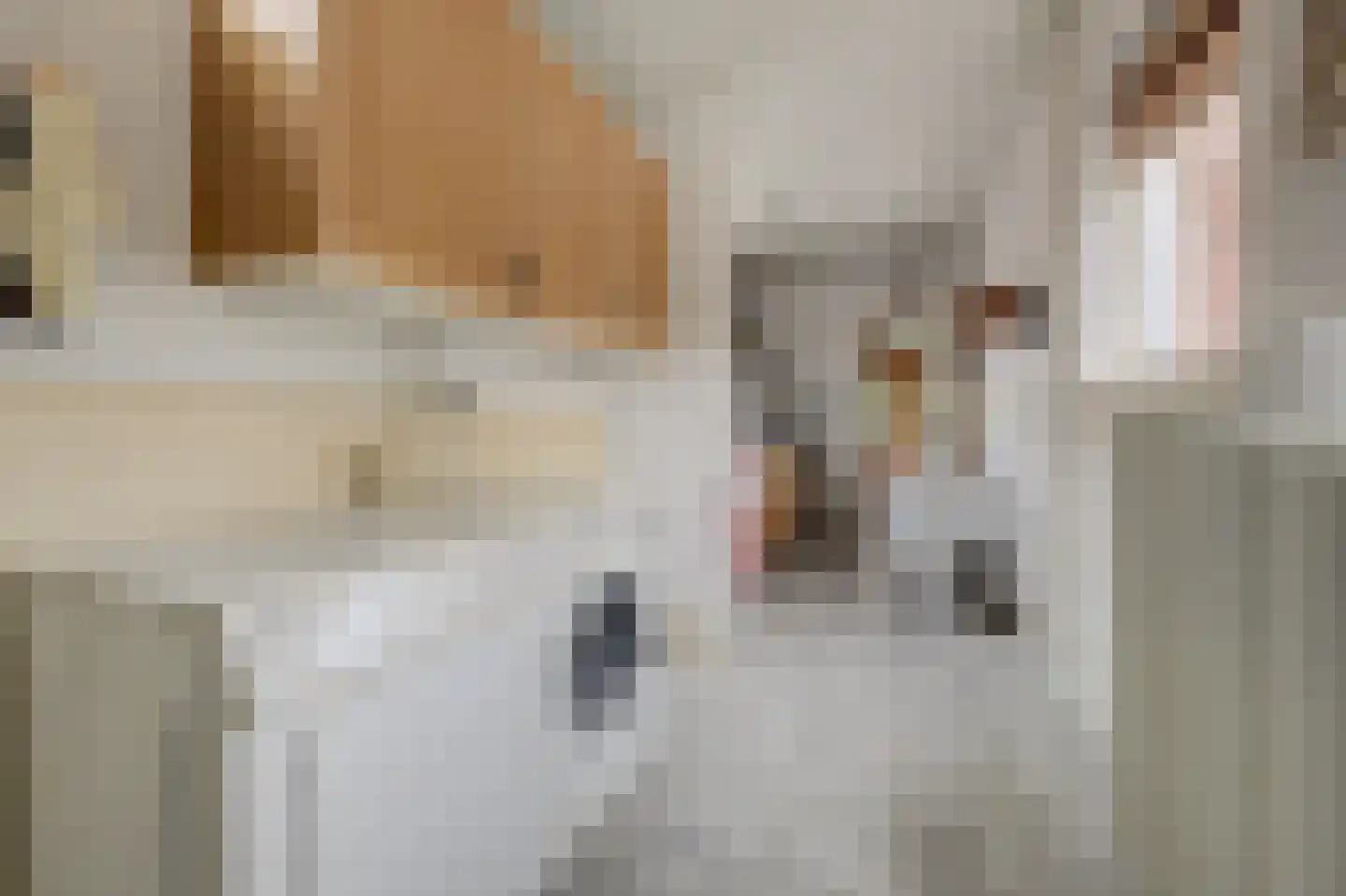 Jacob van Grimmesteijnstraat 21 Steenbergen thumbnail 21