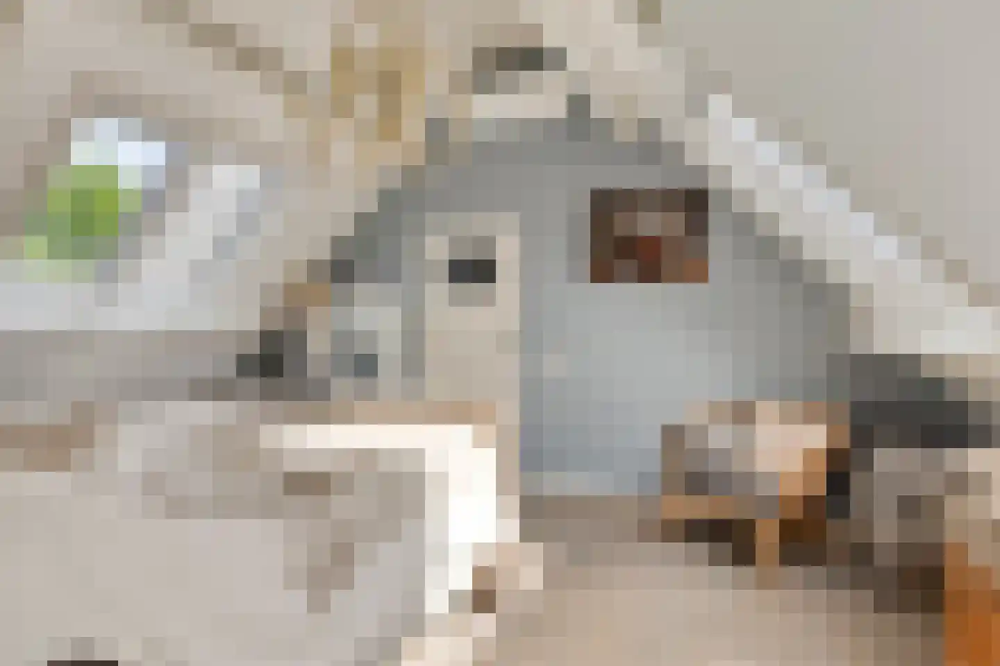 Jacob van Marisring 2 Helden thumbnail 17